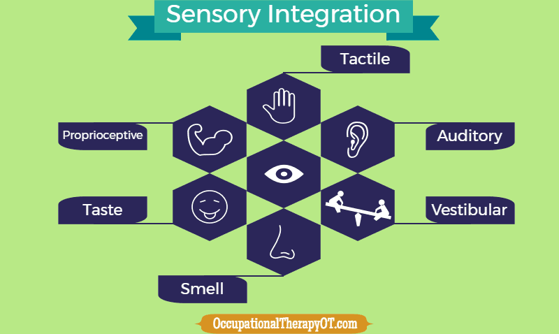 Diagram of sensory integration
